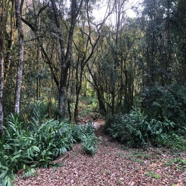 Área de terra com lindo arroio 